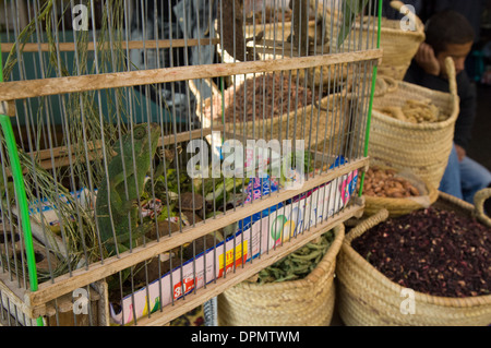 Camaleonte comune (Chamaeleo chamaeleon) in una gabbia nel mercato delle spezie del souk di Marrakech, Marocco Foto Stock