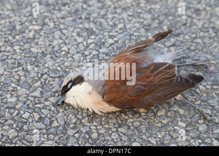 Uccello morto sulla strada rosso Neuntoeter backed Shrike Red-backed Shrike Lanius collurio Foto Stock