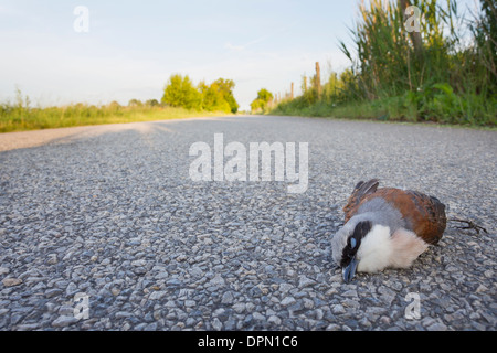 Uccello morto sulla strada rosso Neuntoeter backed Shrike Red-backed Shrike Lanius collurio Foto Stock