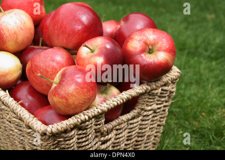 Rosso brillante scoperta mele appena raccolto Foto Stock