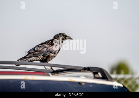 Crow (Corvus brachyrhynchos) corvo nero, appollaiato sul tetto di un SUV. Foto Stock