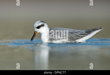 Grigio fulicarius Phalarope-Phalaropus.Inverno, Hove Lagoon, East Sussex, England, Regno Unito Foto Stock