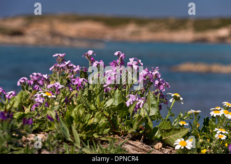 Tre-cornuto stock, Matthiola tricuspidata in fiore sulla costa, Sinis, Sardegna, Italia. Foto Stock