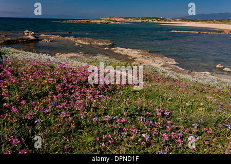 Fiorito di habitat costieri, compresi cluster di the, Hedysarum glomeratum in fiore nella penisola del Sinis, Sardegna, Italia. Foto Stock