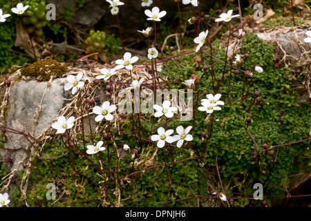 Mossy Sandwort, Arenaria balearica - un mediterraneo occidentale endemica in Sardegna; ampiamente naturalizzato altrove. Foto Stock