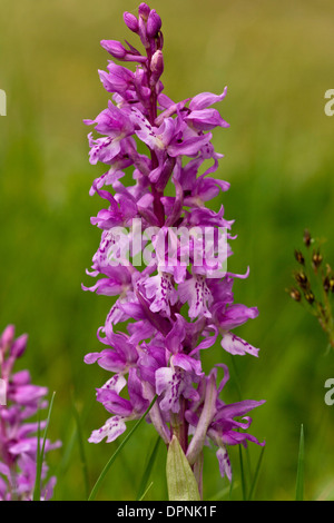 Un endemico sardo, orchidee Orchis ichnusae; nei primi viola gruppo. Sardegna, Italia. Foto Stock
