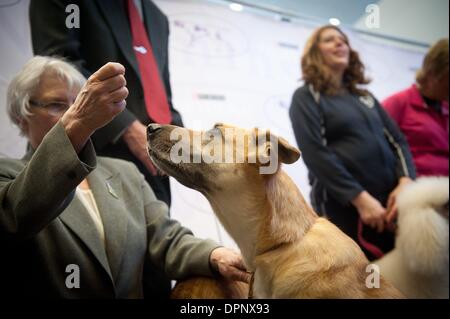 Manhattan, New York, Stati Uniti d'America. 15 gennaio, 2014. Westminster Kennel Club agilità di introdurre la concorrenza e annunciare nuove razze per essere introdotto alla 138th annuale di Westminster Kennel Club Dog Show in occasione di una conferenza stampa e dimostrazione presso il Madison Square Garden, Mercoledì, 15 gennaio 2014. Credito: Bryan Smith/ZUMAPRESS.com/Alamy Live News Foto Stock