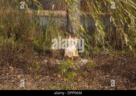 Beaver danni a un salice adiacente ad un laghetto, con chip da albero sul terreno. Foto Stock