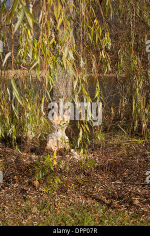 Beaver danni a un salice adiacente ad un laghetto, con chip da albero sul terreno. Foto Stock