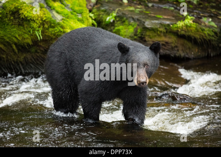 Black Bear in Alaska, STATI UNITI D'AMERICA Foto Stock