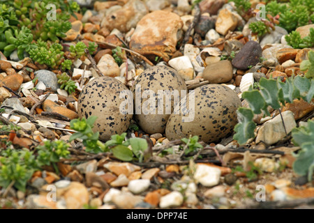 Eurasian Oystercatcher (Haematopus ostralegus) - nido su terreno contenente tre uova camuffato. Foto Stock