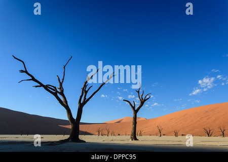 Chiudere fino a due vecchi acacia monconi appena iniziando a prendere sole sorgere raggi sul pavimento del deserto in Namibia Foto Stock