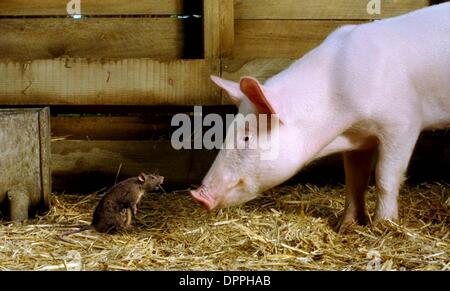 Nov. 13, 2006 - K51214ES.'' CHARLOTTE'S WEB ''.TV-film STILL. Fornito da 2006.Steve Buscemi (sinistra) voci Templeton e Dominic Scott Kay (destra) voci Wilbur in Ã'CharlotteÃ•s Web.(Immagine di credito: © Globo foto/ZUMAPRESS.com) Foto Stock