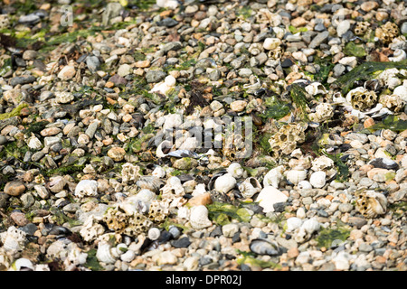 Conchiglie e coralli Ushuaia Argentina | USHUAIA, Argentina — Gusci di cozze, buccinopodi e cirripedi sono sparsi tra ciottoli bagnati su una spiaggia a Ushuaia, il porto argentino meridionale spesso definito la città più meridionale del mondo. Il mix di gusci di molluschi e colonie di cirripedi riflette le acque fredde e ricche di nutrienti del Canale di Beagle alla punta della Terra del Fuoco. Foto Stock