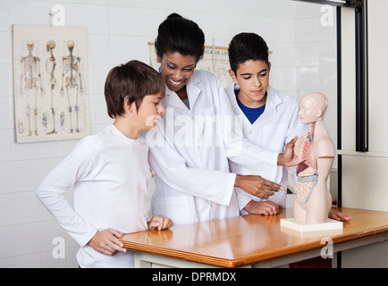 Docente di analisi modello anatomico con gli studenti alla scrivania Foto Stock