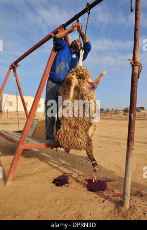 Dic 08, 2008 - Rahat, Israele - una famiglia di Beduini in Lakiya, Israele celebrare Eid al-Adha da sacrificare un agnello. Eid al-Adha o la festa del sacrificio è una festa religiosa celebrata dai musulmani e drusi in tutto il mondo in commemorazione della volontà di Abramo al sacrificio di suo figlio come un atto di obbedienza a Dio. Oggi in tutto il mondo i musulmani che hanno i mezzi per, il sacrificio di un Foto Stock