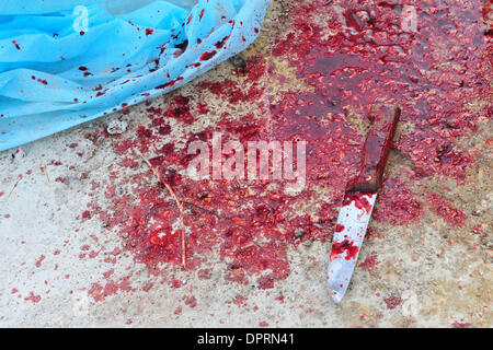 Dic 08, 2008 - Rahat, Israele - una famiglia di Beduini in Lakiya, Israele celebrare Eid al-Adha da sacrificare un agnello. Eid al-Adha o la festa del sacrificio è una festa religiosa celebrata dai musulmani e drusi in tutto il mondo in commemorazione della volontà di Abramo al sacrificio di suo figlio come un atto di obbedienza a Dio. Oggi in tutto il mondo i musulmani che hanno i mezzi per, il sacrificio di un Foto Stock