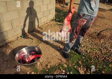 Dic 08, 2008 - Rahat, Israele - una famiglia di Beduini in Lakiya, Israele celebrare Eid al-Adha da sacrificare un agnello. Eid al-Adha o la festa del sacrificio è una festa religiosa celebrata dai musulmani e drusi in tutto il mondo in commemorazione della volontà di Abramo al sacrificio di suo figlio come un atto di obbedienza a Dio. Oggi in tutto il mondo i musulmani che hanno i mezzi per, il sacrificio di un Foto Stock