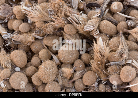 Lavate i rizomi fibrosi (egagropili) di Nettuno erba o tapeweed Mediterranea, Posidonia oceanica, Sardegna Foto Stock