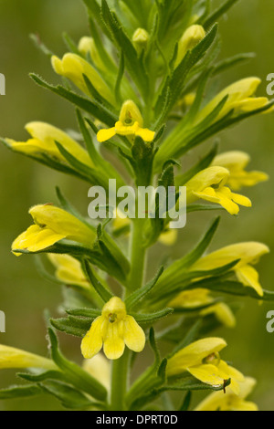 Giallo, Bartsia Parentucellia viscosa - un semi-parassita di praterie. Foto Stock