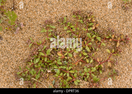 Quattro-lasciava Allseed o Guernsey Chickweed, Polycarpon tetraphyllum sulla spiaggia sabbiosa; Rare UK coast impianto. Foto Stock