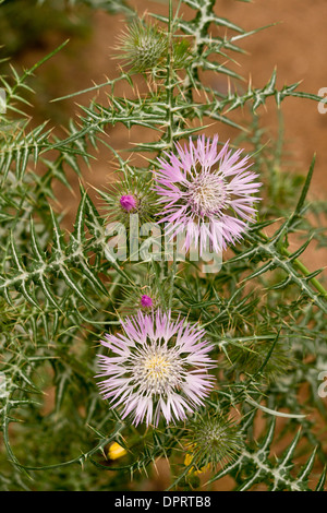 Viola, cardo mariano, Galactites tomentosa in fiore. Foto Stock