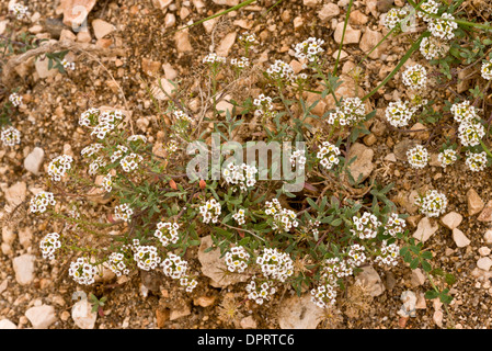 Sweet Alison o dolce Alyssum, Lobularia maritima = Alyssum maritimum su una spiaggia del mediterraneo. Sardegna. Foto Stock