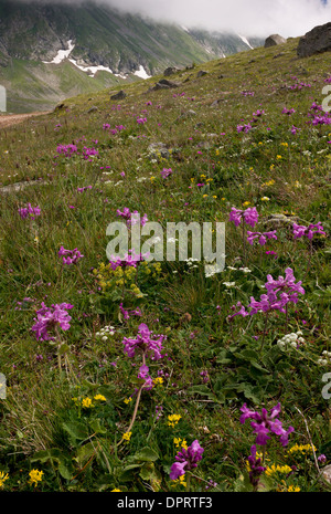 Prati fioriti, principalmente grandi betony, a Anzar yayla (alti pascoli), Alpi del Mar Nero, la Turchia. Foto Stock