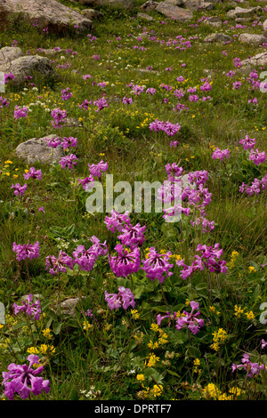 Prati fioriti, principalmente grandi betony, a Anzar yayla (alti pascoli), Alpi del Mar Nero, la Turchia. Foto Stock