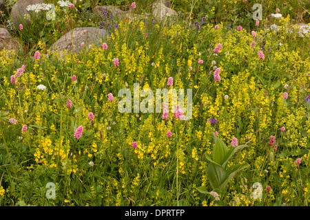 Rhynchocorys stricta ad Anzar yayla (alti pascoli), Alpi del Mar Nero, la Turchia. Foto Stock