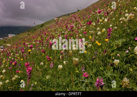 Prati fioriti a Anzar yayla (alti pascoli), Alpi del Mar Nero, la Turchia. Foto Stock