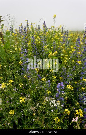 Strada orlo su Ovit Pass, con Viper dell Bugloss e giallo Bunias orientalis; Turchia Foto Stock