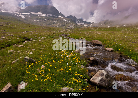 Alta pascoli fioriti a 2700m sul Ovit Pass, Alpi del Mar Nero, la Turchia. Foto Stock