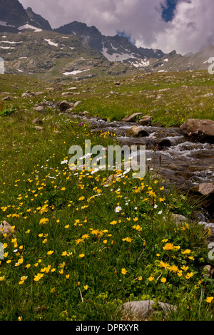 Alta pascoli fioriti a 2700m sul Ovit Pass, Alpi del Mar Nero, la Turchia. Foto Stock