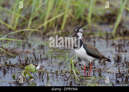 Vanellus vanellus Green Plover Kiebitz Pavoncella Peewit Pewit Foto Stock
