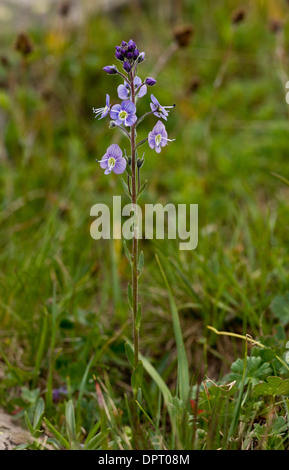 La genziana speedwell, Veronica gentianoides e altri fiori a 2700m sul Ovit Pass, Alpi del Mar Nero, la Turchia. Foto Stock