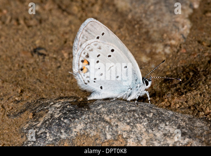 Corto-tailed blu, Everes argiades bere alla piscina fangosi. Turchia Foto Stock