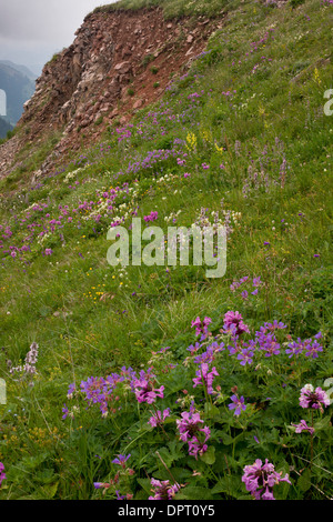 Intensamente fiorito di pascoli alti sulla camma Pass (Cam Gecidi) nel nord-est della Turchia. Foto Stock