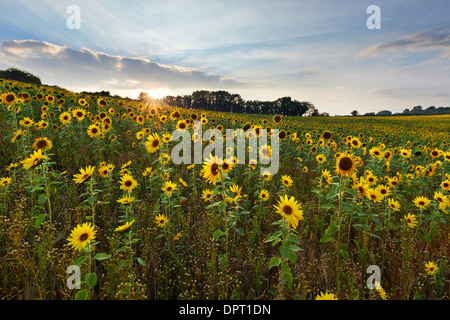 Campo di girasoli cresce a Churchtown Agriturismo Riserva Naturale, Saltash Foto Stock