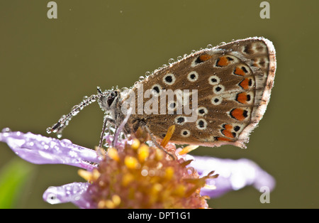 Comune di Blue Butterfly, Polyommatus icarus, appollaiato sulla comunità Michaelmas Daisy, coperto di rugiada dopo una notte di posatoio. Francia Foto Stock