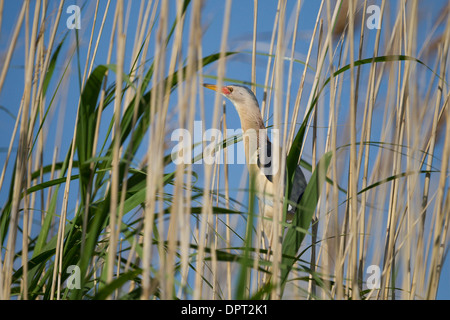 Ixobrychus minutus Tarabusino Zwergdommel Foto Stock