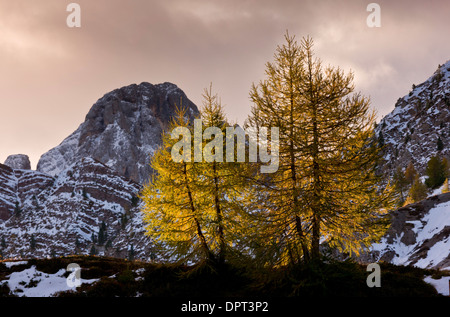 Retroilluminato larici europea, Larix decidua in colore di autunno all'alba sul Passo di Valles, Dolomiti, Italia del nord. Foto Stock