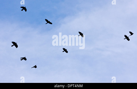 Gracchi alpini, Pyrrhocorax graculus in volo in autunno, Dolomiti, Italia. Foto Stock