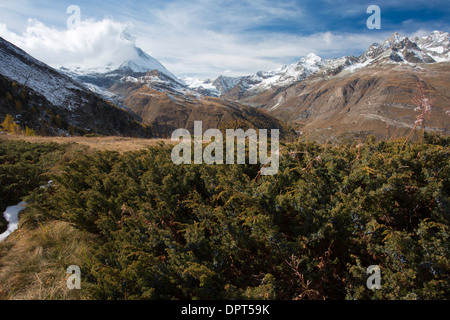 Savin, Juniperus sabina - un prostrati juniper nelle Alpi, a 2400m, Svizzera. Foto Stock