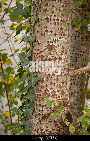 Tronco e corteccia di pioppo bianco Populus alba Foto Stock