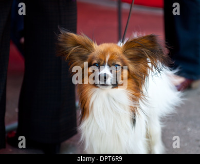 Il papillon anche chiamato il Continental Toy Spaniel è una razza di cane del épagneul tipo. Foto Stock