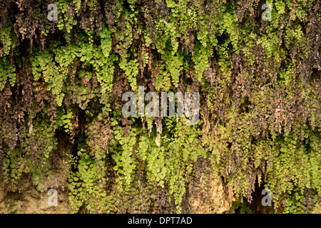 Felce capelvenere, Adiantum capillus-veneris cresce su un panno di roccia calcarea, Dordogne. Foto Stock