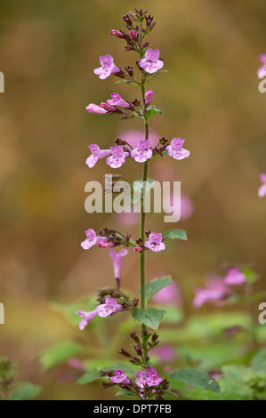 Legno nepitella, Clinopodium menthifolium = Calamintha sylvatica - un raro STABILIMENTO NEL REGNO UNITO nel bosco di pietra calcarea. Foto Stock