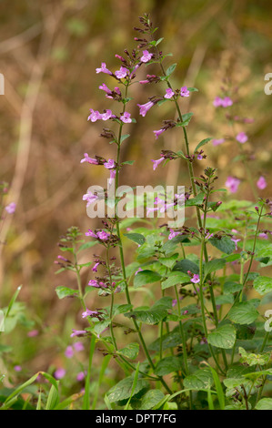 Legno nepitella, Clinopodium menthifolium = Calamintha sylvatica - un raro STABILIMENTO NEL REGNO UNITO nel bosco di pietra calcarea. Foto Stock