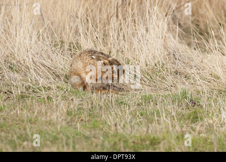 Brown lepre (Lepus europaeus) toelettatura Foto Stock